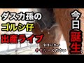 ゴールドシップ仔の出産シーンを公開 (スカーレットテイル)