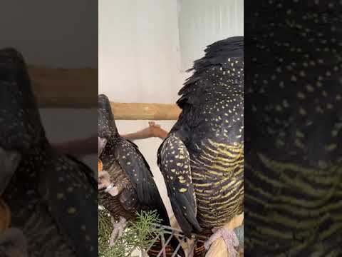 Calyptorhynchus banksii naso(Red-tailed black cockatoo