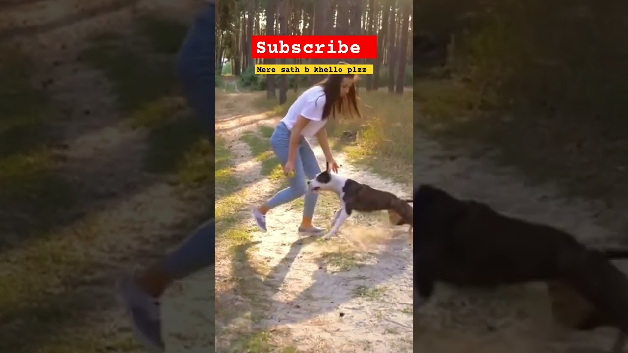#viral #pawsfriends #dog #caninecompanionship #doglover #dogowner #pupswithpawsonality #adventure