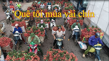 Quê tôi(Lục Ngạn-Bắc Giang) mùa vải chín.