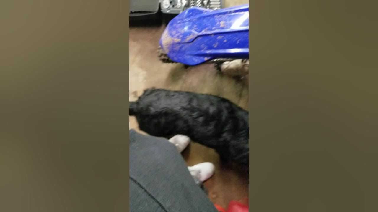 yz450f Spark plug installation (how to) YouTube