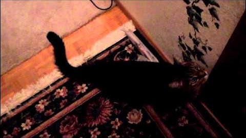 My cat begging to go outside