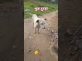 প্যাঁরপ্যারি 🐾🐕💓