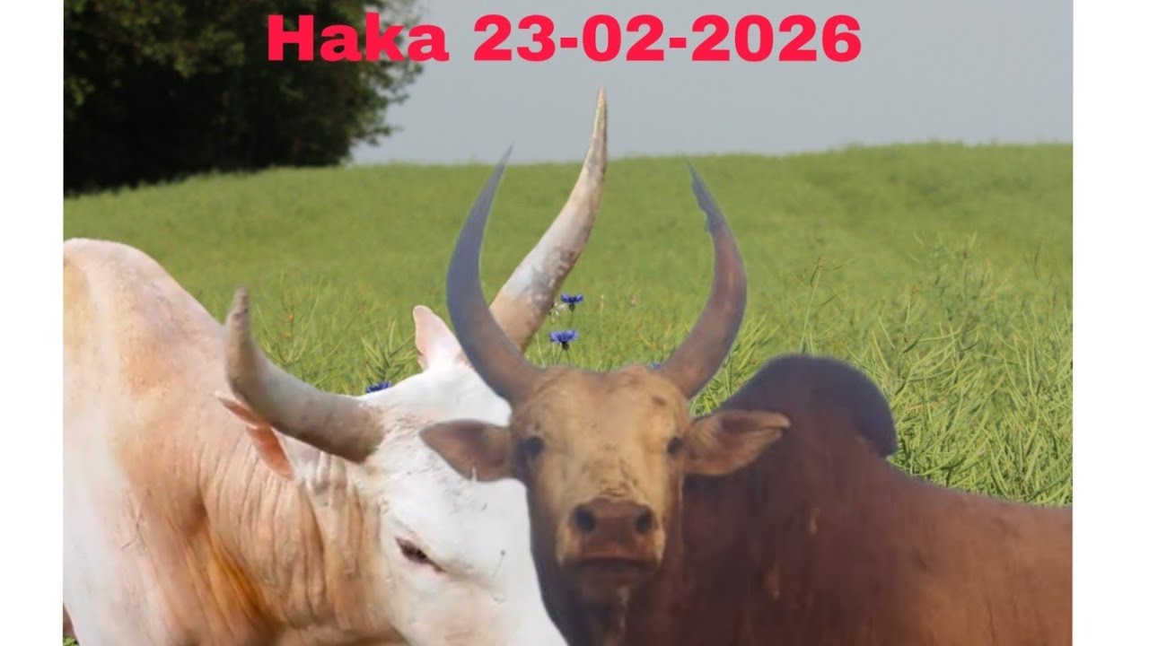 Lieh pasyih vs braiñ mynthlong