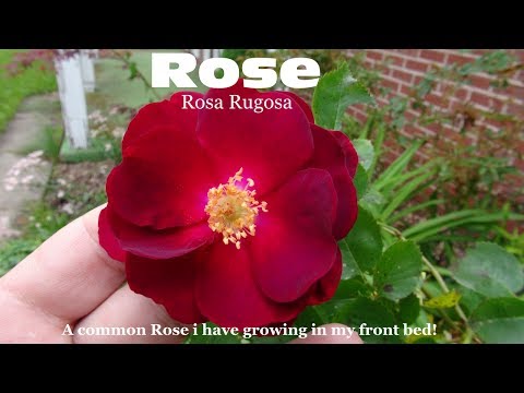 Video: Rosa rugosa ose trëndafili i rrudhur