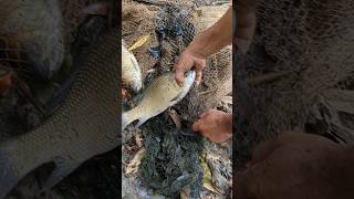 Katla fish dhorlam grama geya #fishing #travel #fish #fishingvideo