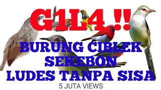 Suara Andalan Burung Ciblek, Kombinasi Burung Kejepit