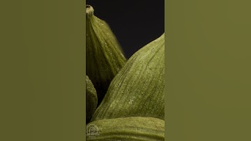 close up objects quiz#shorts  macro video