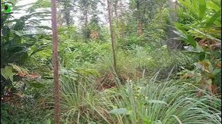 GAK NYANGKA 😱 PASANG JARING DI SEMAK-SEMAK DAPAT BURUNG INI!!!!