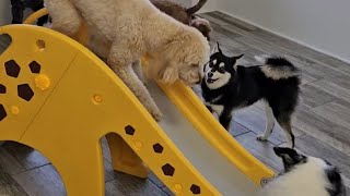 Watch the small dogs play at Pawsh Dog House! by Pawsh Dog House 194 views 3 months ago 2 minutes, 10 seconds