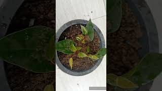 Anthurium wagawa sinhala |ඇන්තූරියම් වගාව | Anthurium Plant Care | Anthuriyam price in Sri Lanka