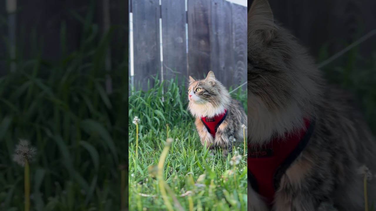 Queen of the Jungle Walk 