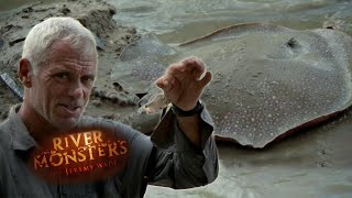 Dangerous Freshwater Stingray | River Monsters