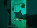 What colors can cats see 