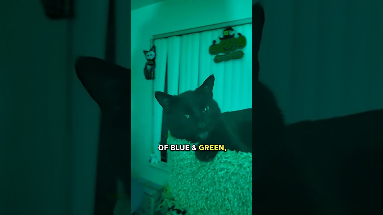What Colors Can Cats See 