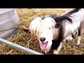Funny Goats 2020 🐐  Cute Goats - NEW VIDEO! [Funny Pets]
