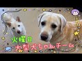 【幼稚園】紫竹山店🌿火曜日 大型犬ちゃんチーム🌿