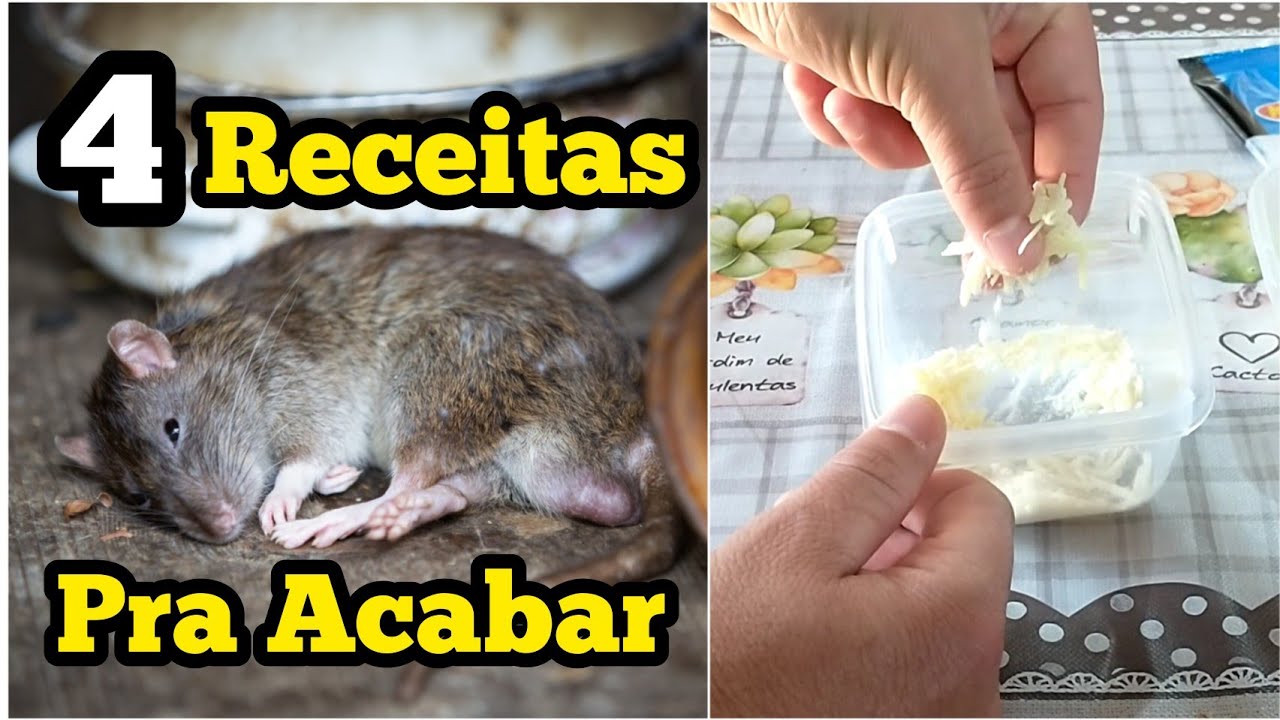 COMO ACABAR COM OS RATOS EM CASA... - YouTube