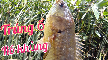#câucárô đồng, trúng ổ cá rô khủng trong bụi lùn lâu năm