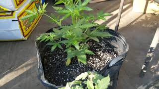Super lemon haze, GSC and Blueberry update. Zookies is a girl!! Yay!!