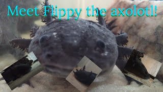 Meet My Axolotl Flippy