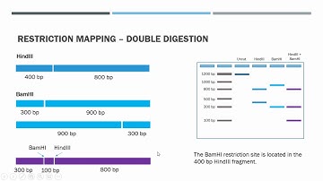 Restriction Mapping