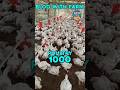 1000 panla ma kitna jaga lagega #poultryfarming #broilerfarming #blogwithfarm