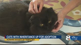 7 South Tampa Persian cats with sixfigure inheritance to be adopted soon