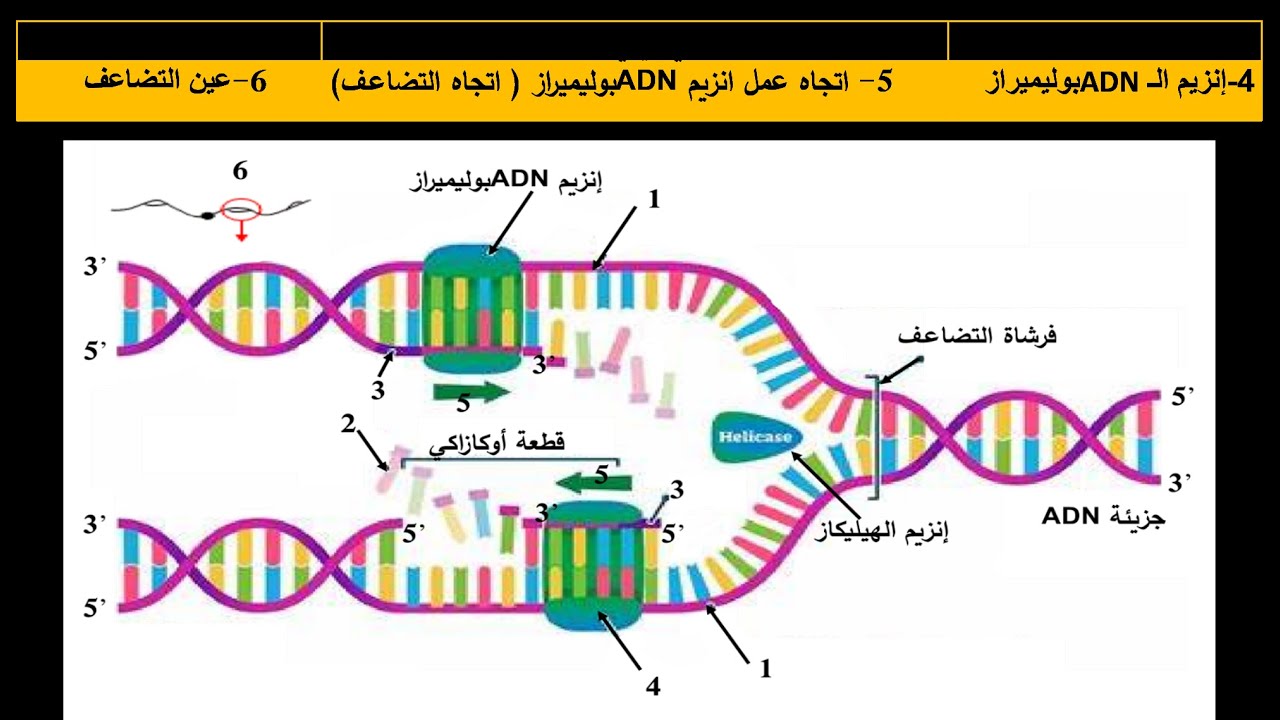 علوم طبيعية الحلقة 3 حل التعليمة الأولى من التمرين الثاني مكتسبات قبلية