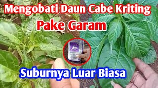 Completely Cured‼️How to Treat Curly Chili Leaves Using Salt and One Other Ingredient