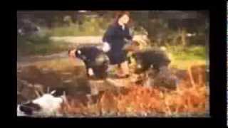 1970 - Potato Gathering in St Johnston, Farming in Burt, The Laggan, Donegal Ireland
