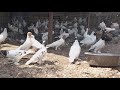 #Pigeon #Пятигорск.  Бойные голуби Ильченко Романа в Пятигорске!