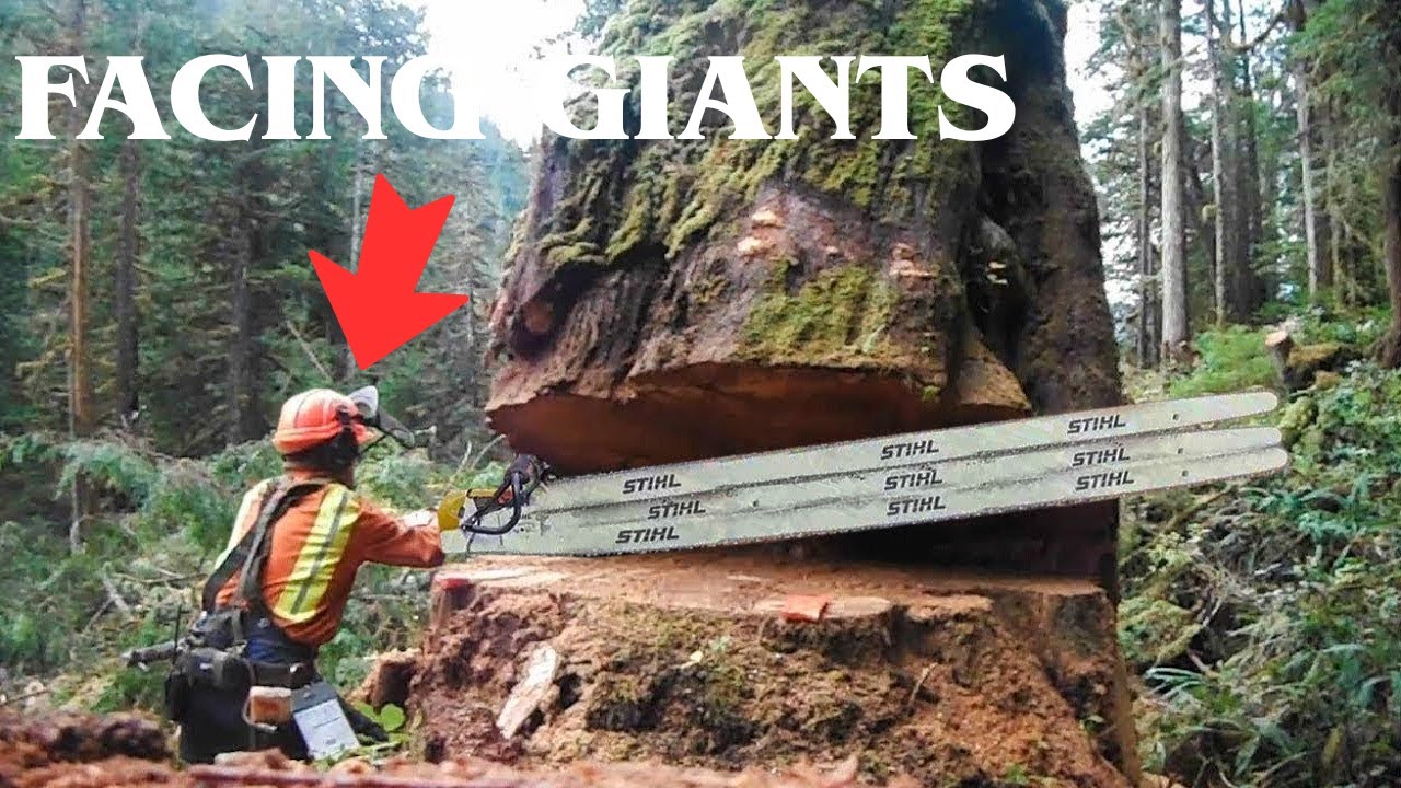 Treechopper Job The Most Dangerous Job: Life Lessons from a Tree Cutter - YouTube