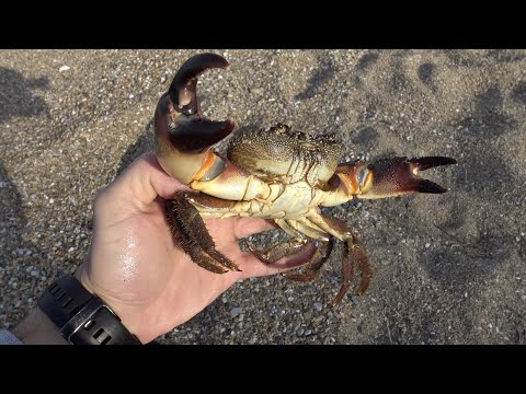 Ψάρεμα θηρία καβούρια στην Ελλάδα!!! -Attack of huge stone crabs in Greece !!!