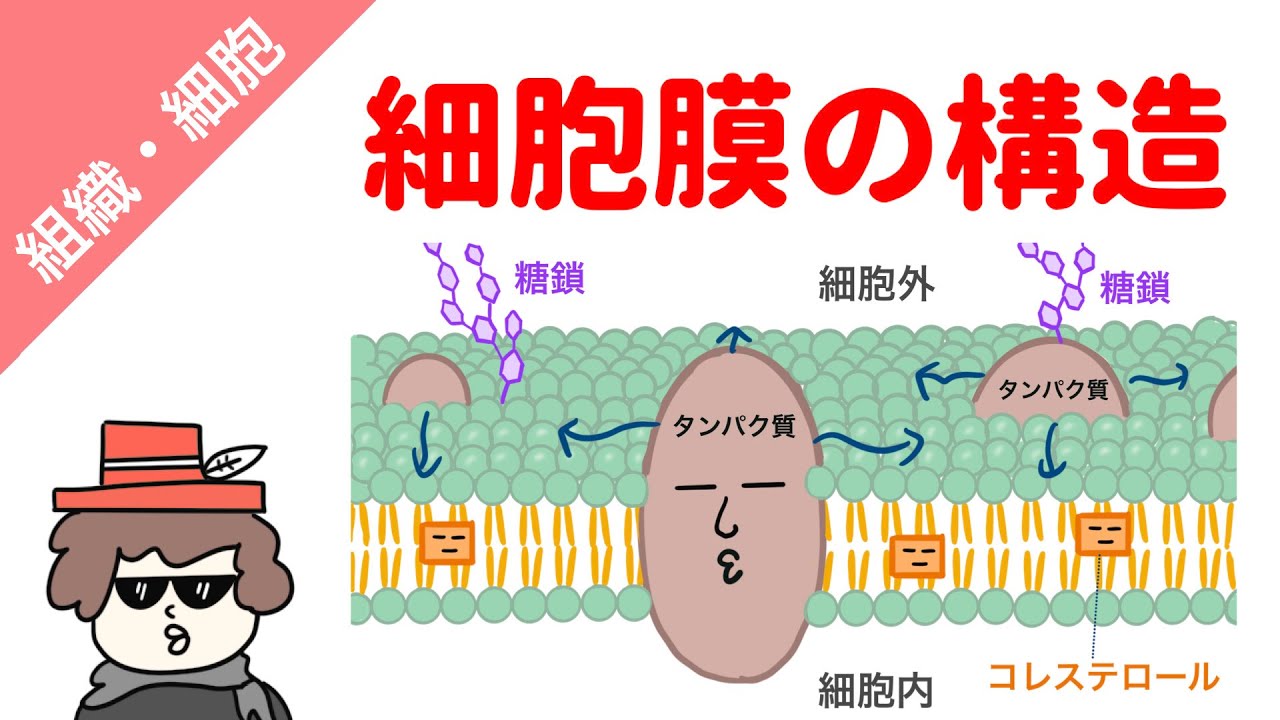 細胞膜の構造（リン脂質、膜タンパク質、糖鎖）