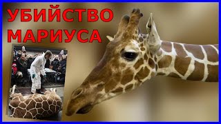 Как и почему убили жирафа Мариуса на самом деле?