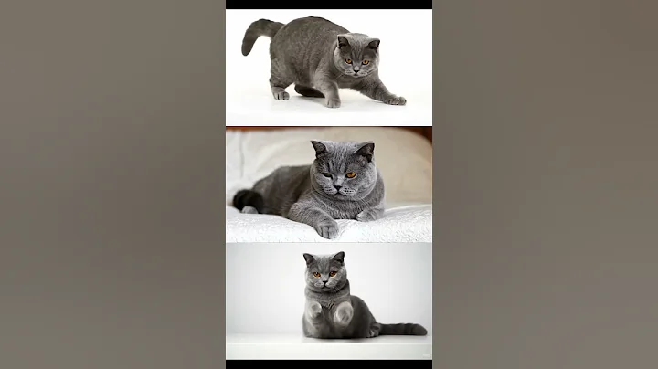 Video 11846331: kucing british shorthair