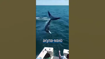 Рыбаки разбежались, когда в лодку запрыгнула акула