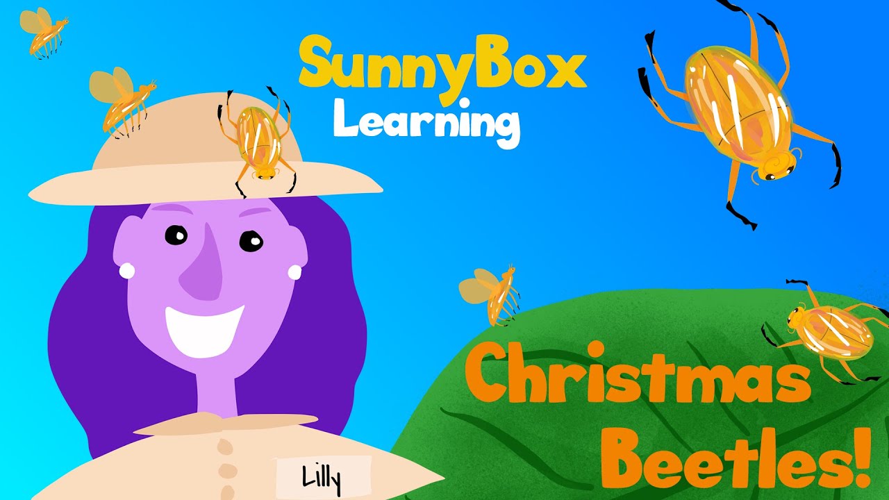 Christmas Beetle - SunnyBox Learning