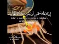 إن الله لا يستحيي أن يضرب مثلا ما بعوضة فما فوقها