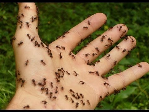 رؤيه النمل في المنام للعزباء