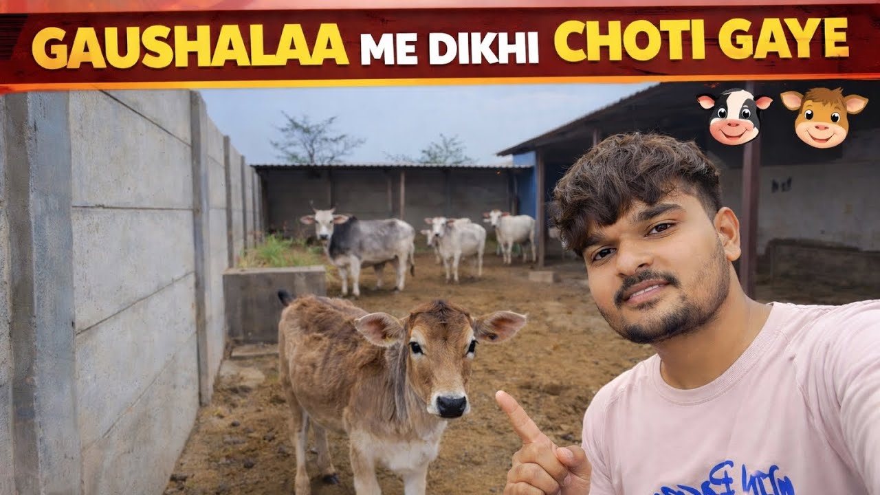 Gaushala Me Dikhi Choti Gaye 🐄 | Dil Jeet Li ❤️ | Vlog.   