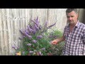 Antony's Gardening Tips - Buddleja