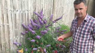 Antony's Gardening Tips  Buddleja