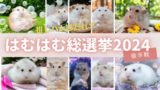 【個性ある面白ろ可愛いハムスター28匹が集結】はむはむ総選挙2024後半戦推しハムは誰ジャンガリアンハムスター