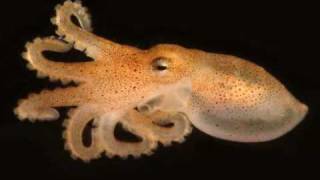 Peter Bryant: On Photographing Sea Creatures - UC Irvine