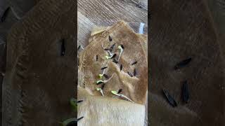 Germinating Dahlias Grown From Seed #garden #dahlias