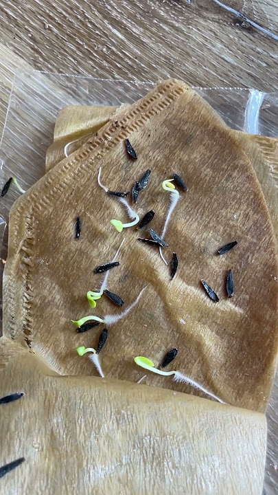 Germinating Dahlias Grown From Seed #garden #dahlias