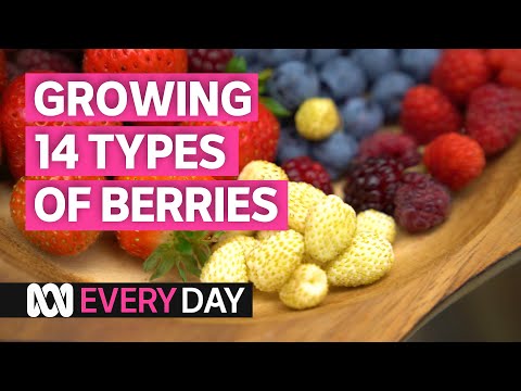 Video: Victoria (strawberry) as a common noun for a garden berry