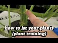 lst training is a great way to space out all the branches.